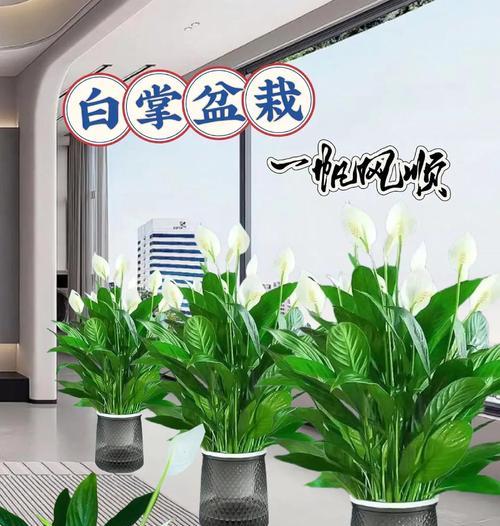 哪些大盆栽既霸气又能净化空气？它们的寓意是什么？