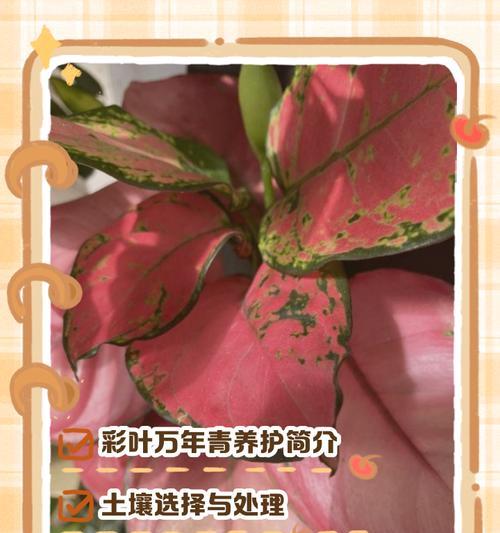 广东万年青如何养护？养护指南有哪些要点？