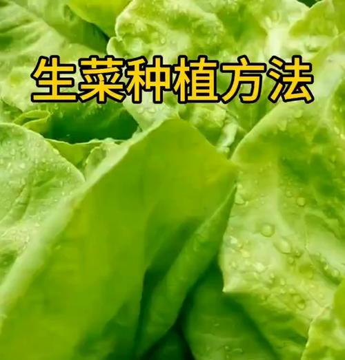 生菜如何快速催芽出苗？有哪些技巧？