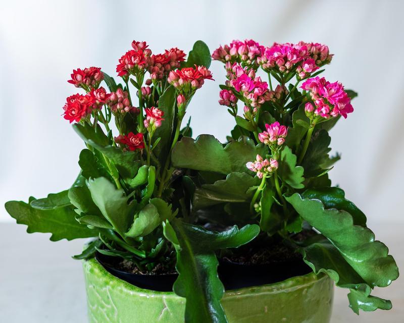 长寿花花期是多久？它有哪些特点？