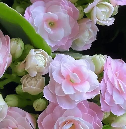 长寿花花期是多久？它有哪些特点？