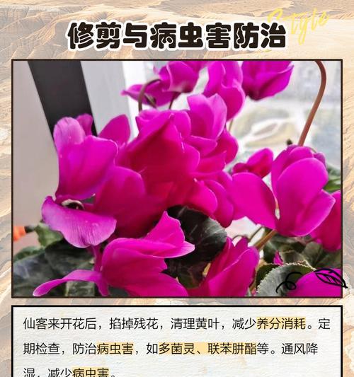 花卉仙客来如何养护？它有哪些观赏特点？