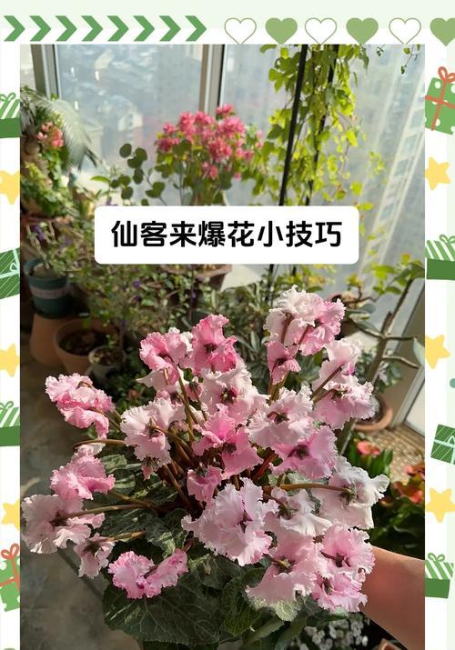 花卉仙客来如何养护？它有哪些观赏特点？