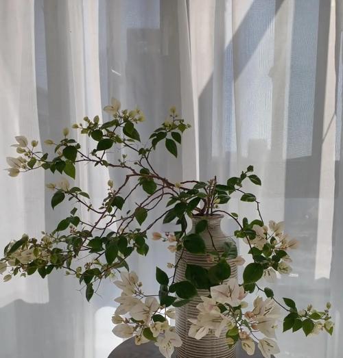 盆栽的魅力何在？如何进行有效养护？