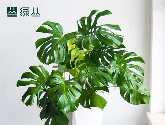 盆栽的魅力何在？如何进行有效养护？