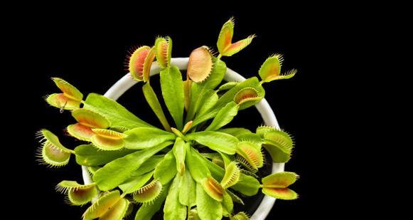 捕蝇草是什么植物？它有哪些独特的捕虫机制？
