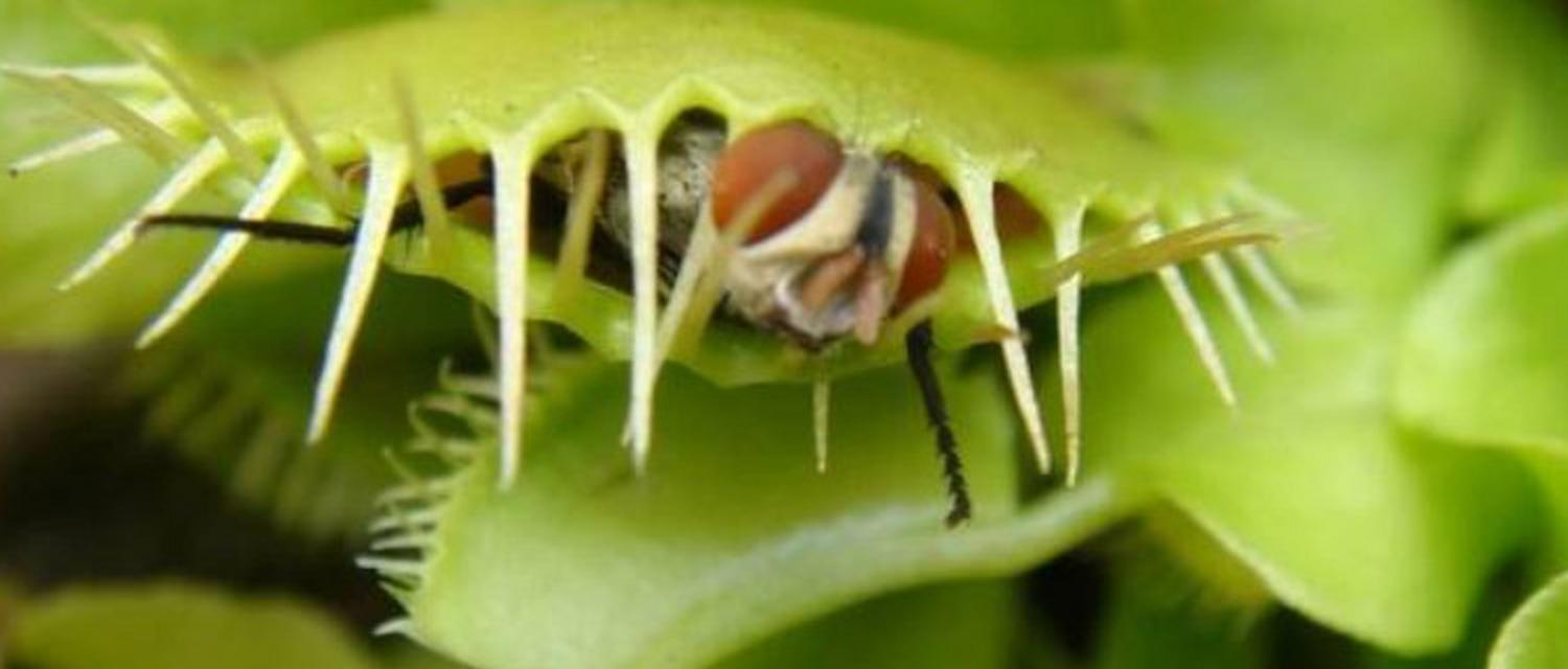 捕蝇草是什么植物？它有哪些独特的捕虫机制？