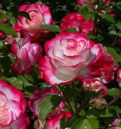 月季花的花语是什么？如何栽培和应用？