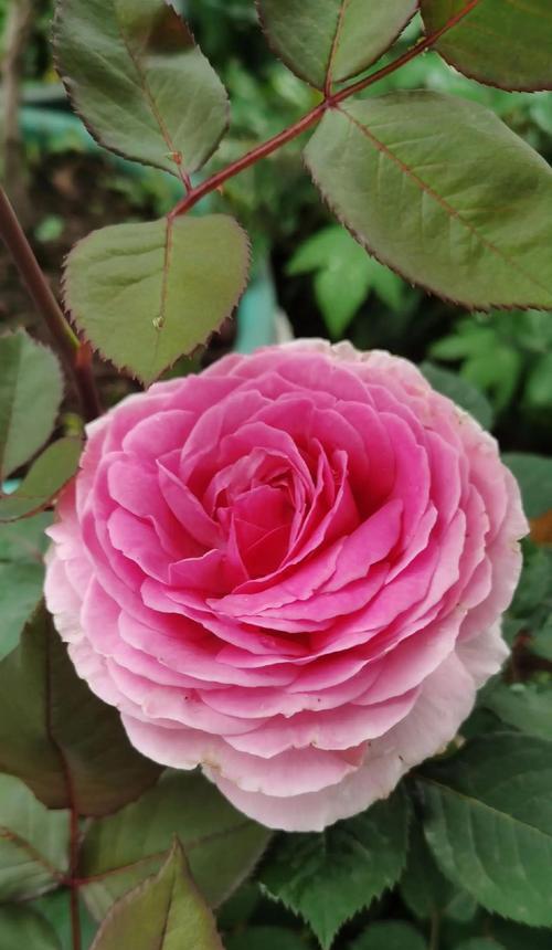月季花的花语是什么？如何栽培和应用？