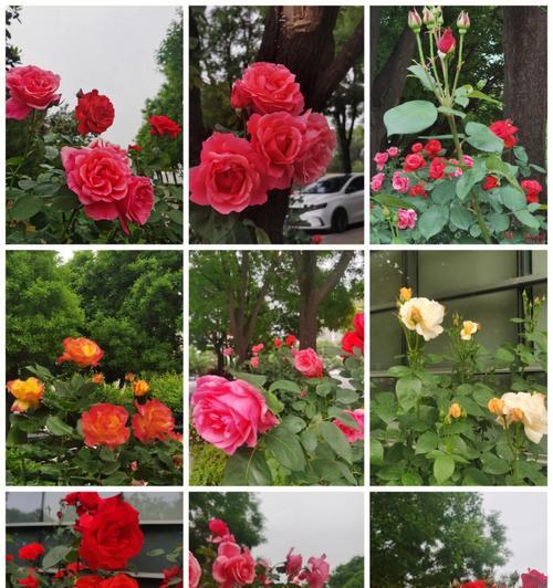 月季花的花语是什么？如何栽培和应用？