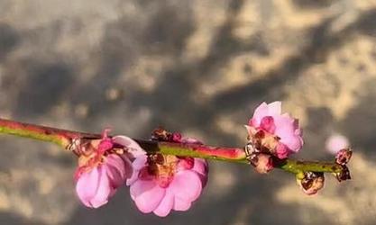 红枝条的梅花是什么品种？它有什么特别之处？