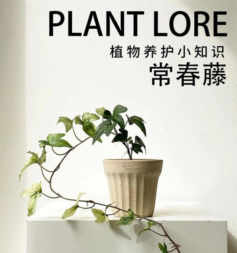 常春藤有哪些特点？如何进行养护？