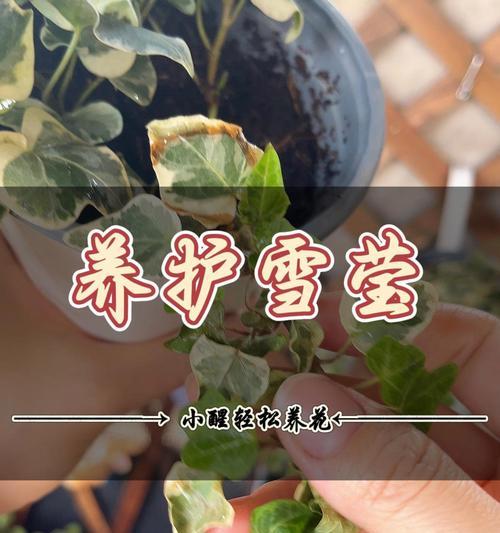 常春藤有哪些特点？如何进行养护？