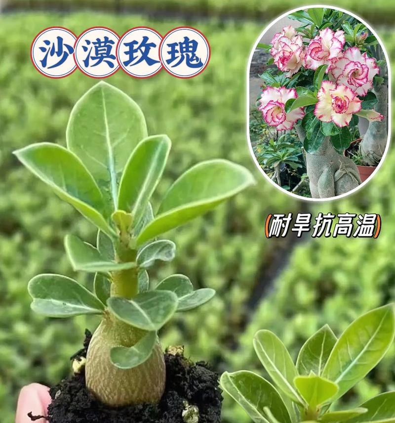 沙漠玫瑰如何栽种？有哪些注意事项？