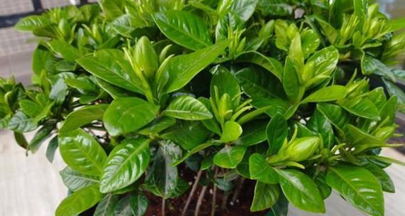 栀子花夏季如何浇水？一天或两天浇一次水合适吗？