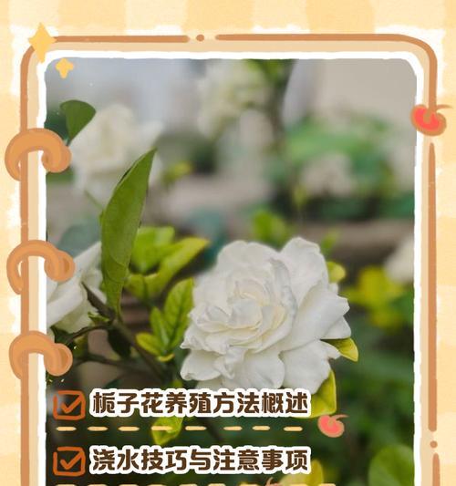 栀子花夏季如何浇水？一天或两天浇一次水合适吗？