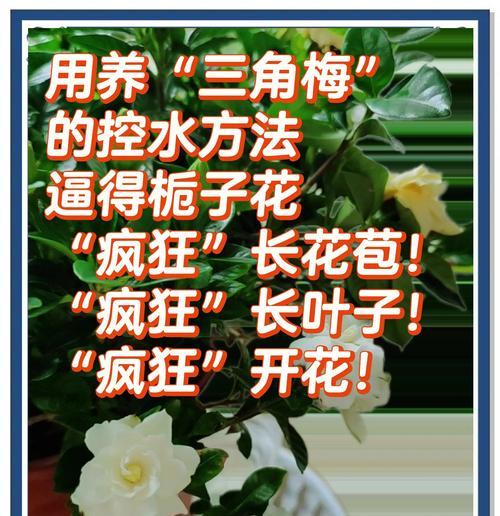 栀子花夏季如何浇水？一天或两天浇一次水合适吗？