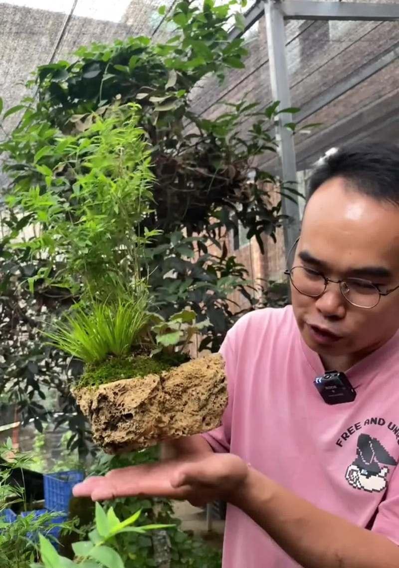 米竹盆栽有什么特别之处？如何养护？
