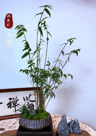 米竹盆栽有什么特别之处？如何养护？