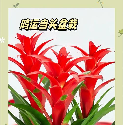 盆景红运当头有什么寓意？如何养护？