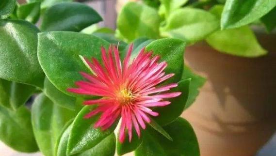 哪些花卉品种最迷人？如何进行盘点？