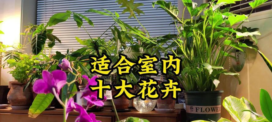 室内花卉小盆栽有哪些选择？如何养护？
