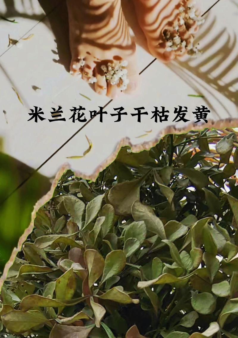 花卉叶子变黄怎么办？如何处理？