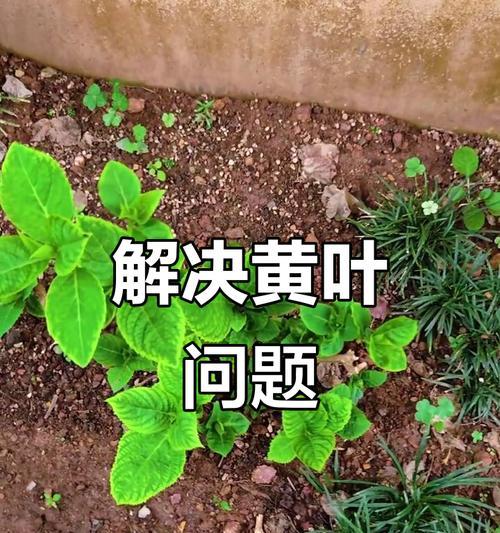 花卉叶子变黄怎么办？如何处理？