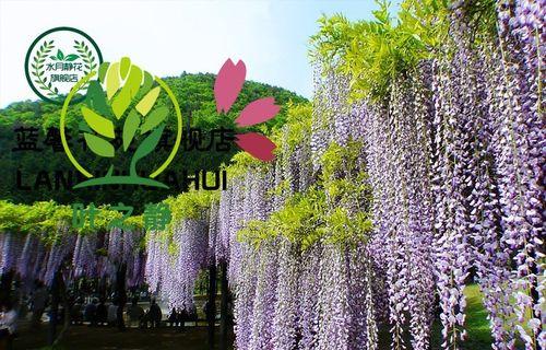 藤本植物紫藤的养护技巧是什么？