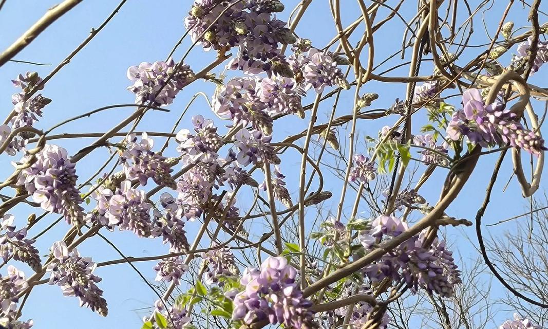 藤本植物紫藤的养护技巧是什么？