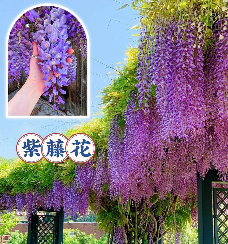 藤本植物紫藤的养护技巧是什么？