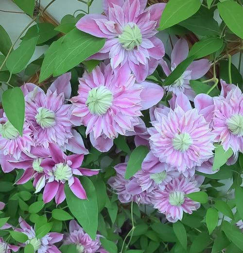 铁线莲养护全攻略：如何实现花期不断？