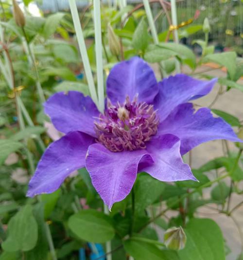 铁线莲养护全攻略：如何实现花期不断？