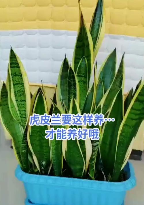 春天养虎皮兰需要注意什么？