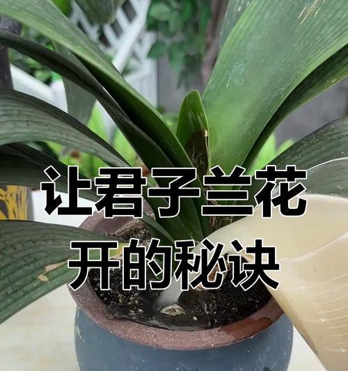 君子兰分公母吗？如果不开花应该怎么办？