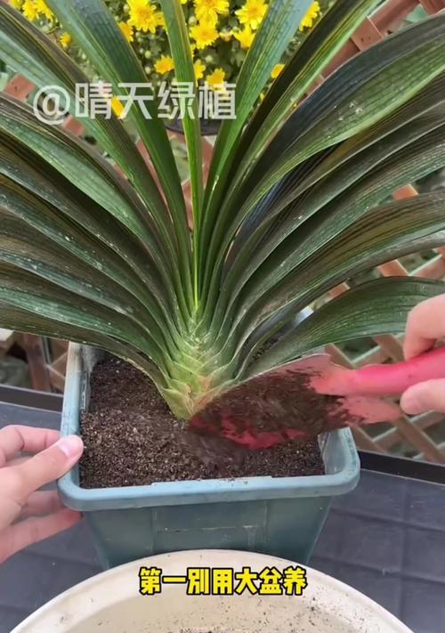 君子兰分公母吗？如果不开花应该怎么办？