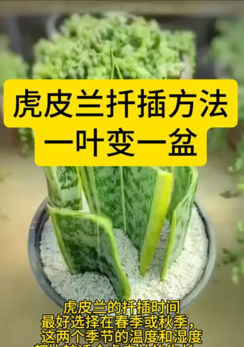 虎皮兰养护全攻略：避开哪些禁忌？