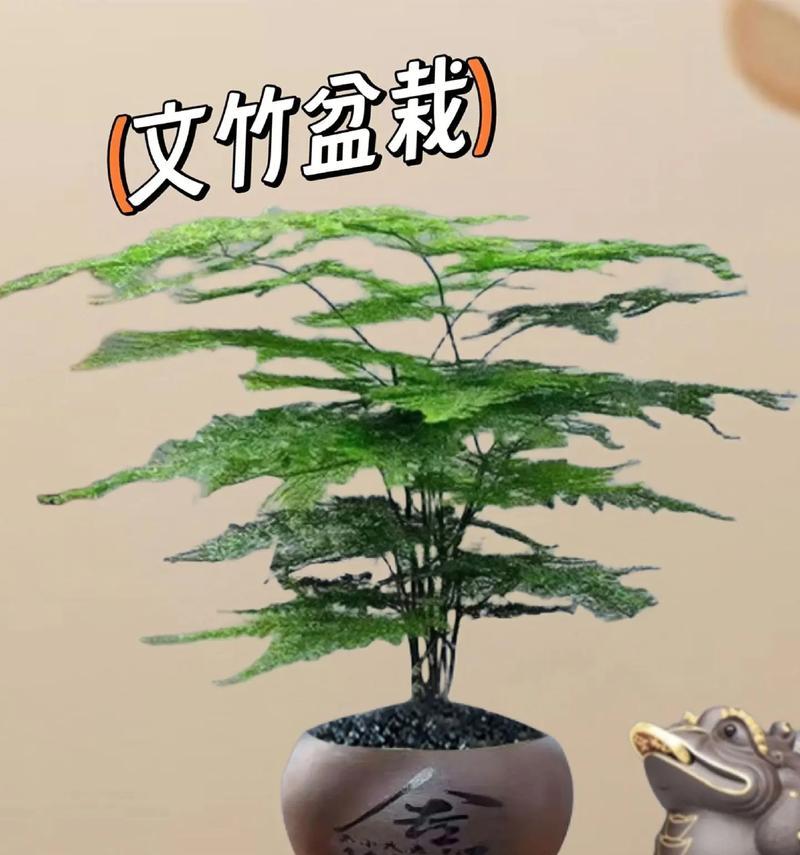 竹盆景的制作方法是什么？