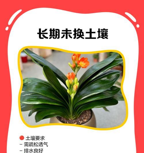 君子兰一直不开花怎么办？