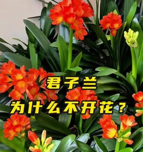 君子兰一直不开花怎么办？