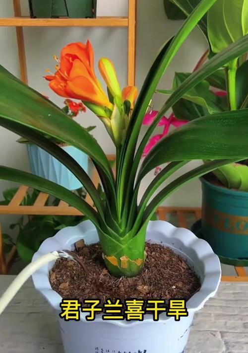 君子兰一直不开花怎么办？