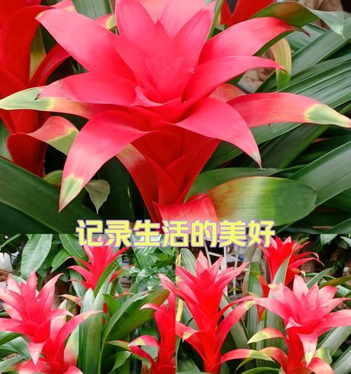 鸿运当头怎么浇水？几天一次合适？