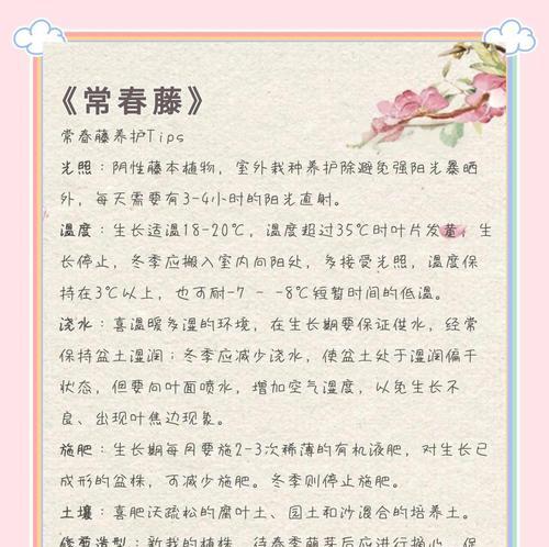 常春藤长春花的养护要点是什么？