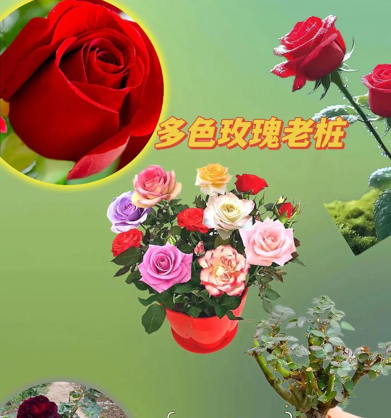 5种盆景花香味四季不断，小苗大苗如何选择？