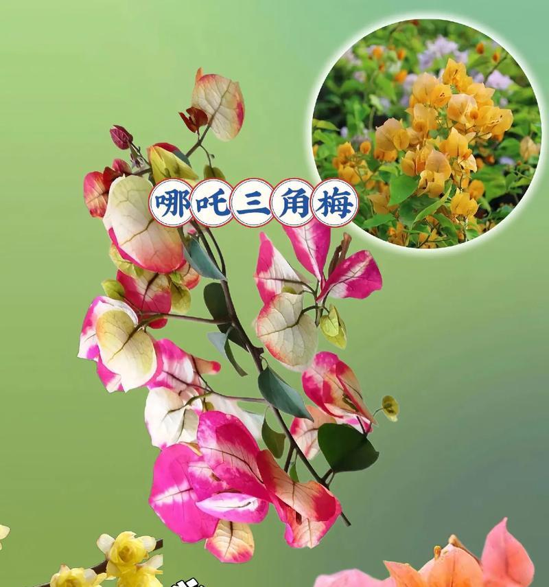 5种盆景花香味四季不断，小苗大苗如何选择？