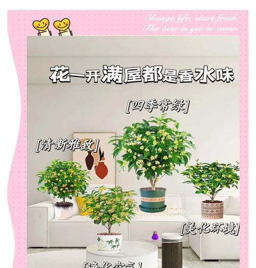 5种盆景花香味四季不断，小苗大苗如何选择？
