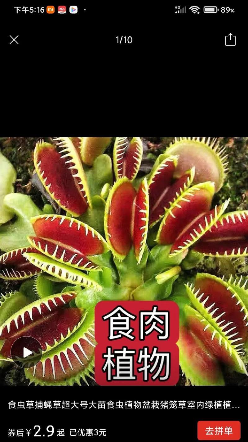 捕蝇草和猪笼草的区别是什么？