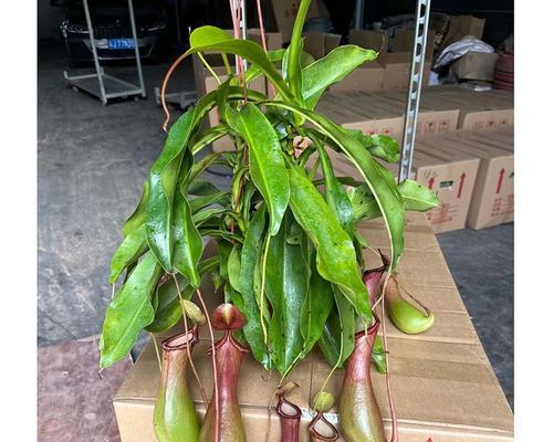 捕蝇草和猪笼草的区别是什么？