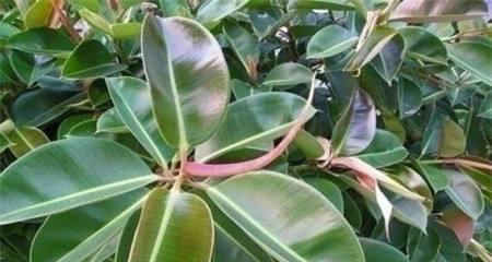 橡皮树优选品种推荐？哪种最适合室内养殖？