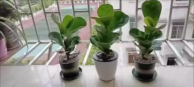 橡皮树优选品种推荐？哪种最适合室内养殖？